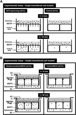 Transport of Drugs and Endogenous Compounds Mediated by Human OCT1: Studies in Single- and Double-Transfected Cell Models